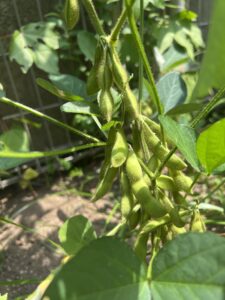 夏のめぐみ農園(裏庭の様子)
