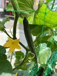 夏野菜　栽培中