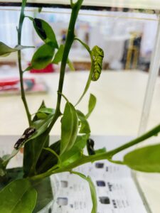 アゲハチョウの幼虫がやってきた